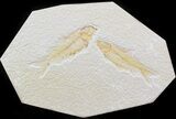 Multiple Knightia Fossil Fish Plate - x #42459-1
